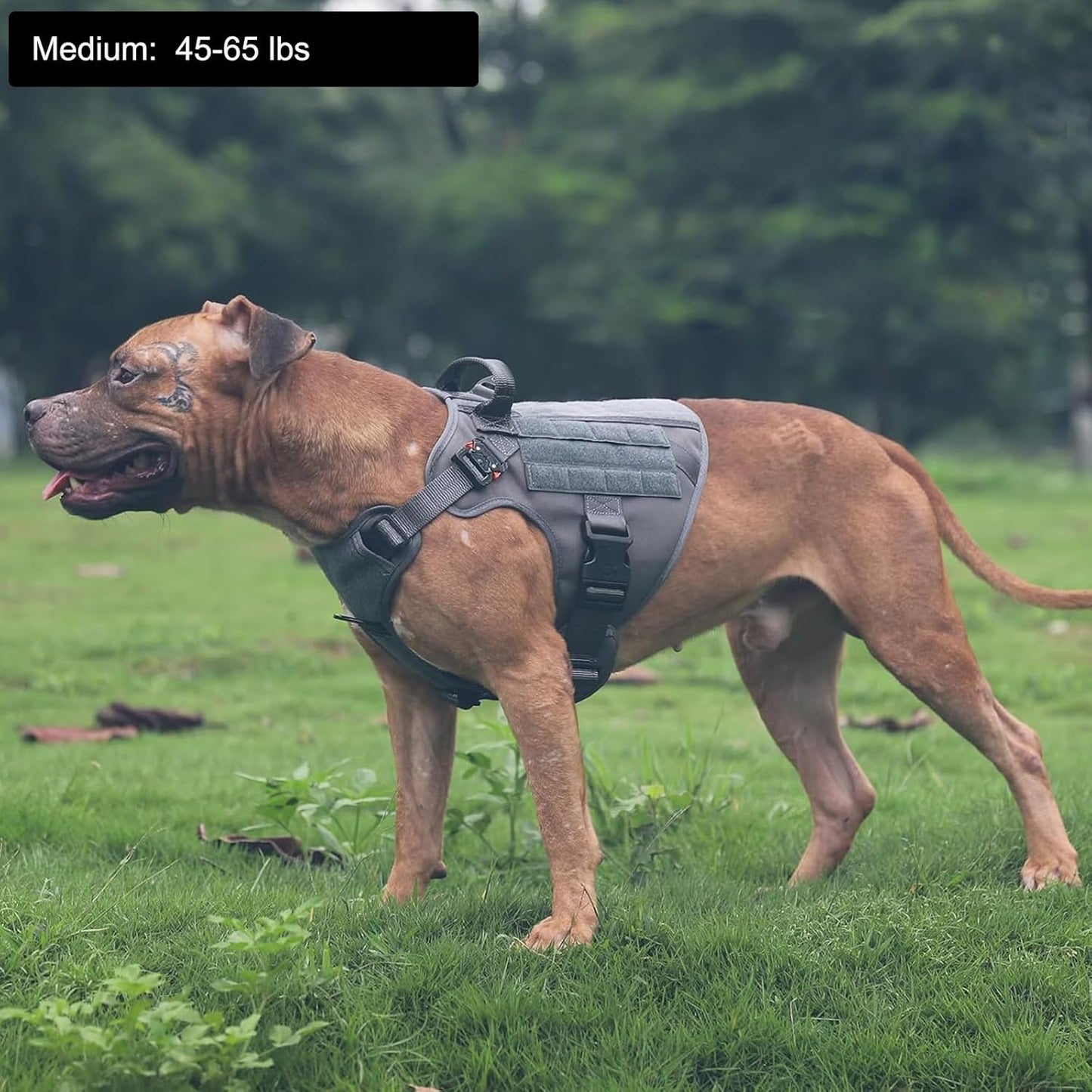 Tactical Dog Harness â Medium Size No-Pull MOLLE Vest with Handle, 2X Metal Buckles, Front Leash Clip & Hook-and-Loop Panels â Grey (M, Pack of 1)