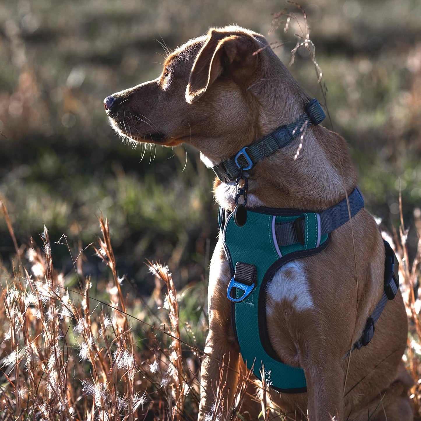 Dog Harness