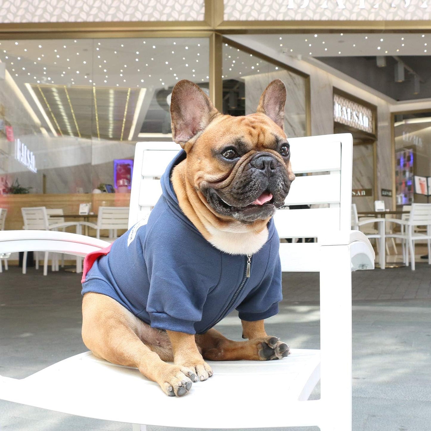 Bulldog Hoodie – Cozy Winter Sweatshirt for Frenchies, Pugs, Boston Terriers, Bullies & Pitbulls – Navy, Medium