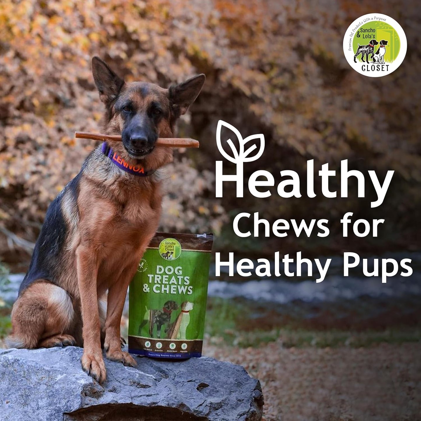 USA 12-Inch Steer Sticks by Sancho and Lola’S (8 Ounces) 100% Natural and 100% American - Beefy Bully Stick Dog Chews for Healthy, Patriotic Pups