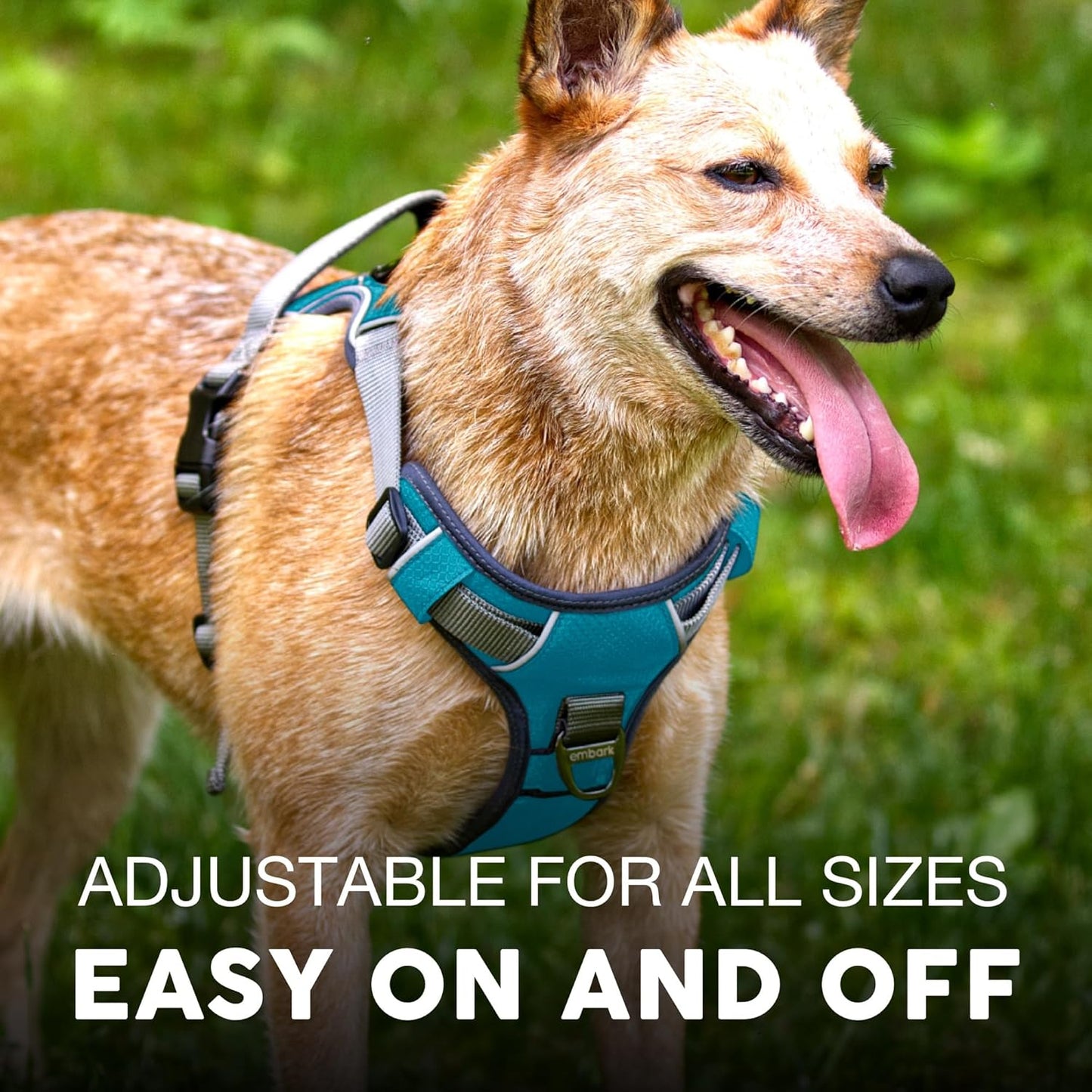 Dog Harness